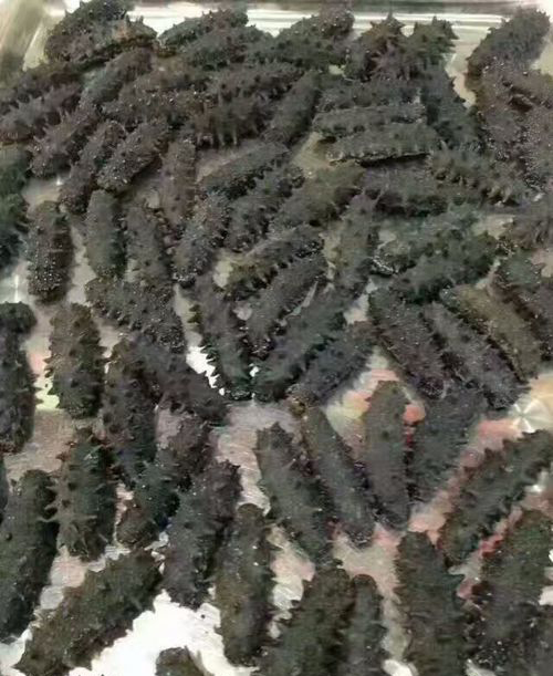 海參烘干工藝
